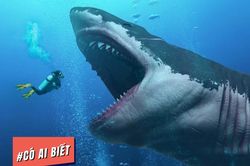 Có ai biết: Là loài vật nguy hiểm nhưng cá mập thực ra không muốn ăn thịt người