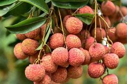 Gái đảm tận dụng quả vải đang vào mùa chế biến những món ngon khó cưỡng, mới lạ nhưng dễ làm