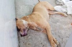 Chó pitbull cắn chết người: Chủ chó có thể bị khởi tố hình sự