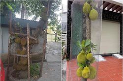 Tránh 'mít tặc' nhòm ngó, chủ nhà nghĩ ra kế bảo vệ cực độc