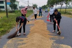 Hà Tĩnh: Giáo viên giúp bà con gom lúa 'chạy' mưa giông