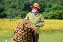 Vùng cao Nghệ An được mùa lúa xuân nhất từ trước đến nay