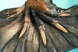 15 sự thật thú vị về động vật không hề có trong sách giáo khoa