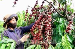 Công ty đồ uống Nhật Bản hỗ trợ người trồng cà phê Việt Nam