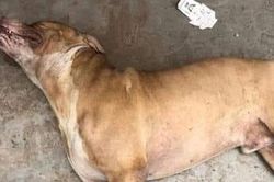Người bị chó Pitbull cắn chết ở Long an vẫn chưa có ai đến nhận thi thể
