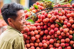 Thêm một sàn thương mại điện tử bán vải thiều