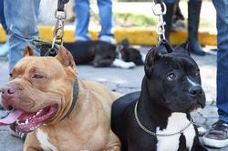 Vụ chó Pitbull cắn chết người ở Long An: Tranh cãi gay gắt việc có nên cấm nuôi chó dữ