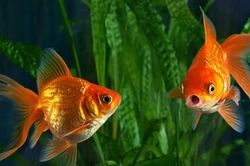 Những điều chưa biết về não cá vàng