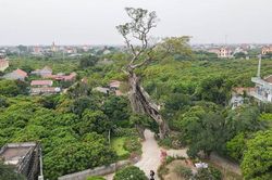Chiêm ngưỡng 'cổng làng độc nhất vô nhị' ở Hưng Yên