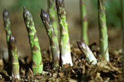 Lợi ích kì diệu của măng tây - 'Hoàng đế' dinh dưỡng của các loại rau