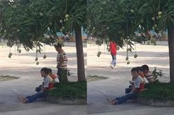 Nhìn các em nhỏ thờ ơ với cây xoài sai trĩu quả, dân mạng 'khó chịu ra mặt' vì lí do này