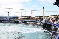 Nuôi tôm trên bạt ở Vạn Ninh: Kiểm soát việc khai thác nước ngầm