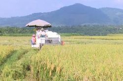 Thanh Sơn đẩy nhanh tiến độ thu hoạch lúa chiêm xuân