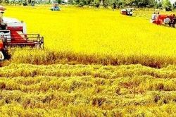 Thị trường lúa gạo ngày 4/5: Gạo nguyên liệu tăng nhẹ