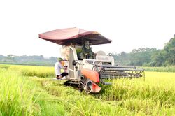 Vụ lúa xuân thắng lớn