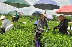 T.P Sông Công đăng ký 12 sản phẩm OCOP