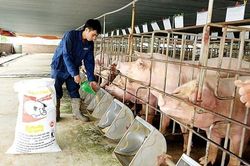 Giá lợn hơi hôm nay ngày 5/5 điều chỉnh trái chiều ở cả ba miền