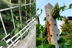 Cây quả trong vườn 'rủ nhau bỏ trốn', gia chủ cười ra nước mắt
