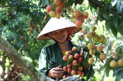 20 tấn vải thiều đầu tiên của Bắc Giang lên máy bay sang Nhật