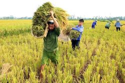 Chữ và nghĩa: 'Chiêm lên vai, thóc dài xuống đất'
