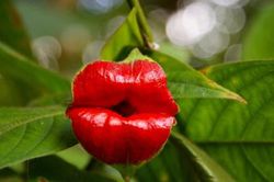 15 bông hoa 'kỳ quặc' nhưng hấp dẫn khó cưỡng