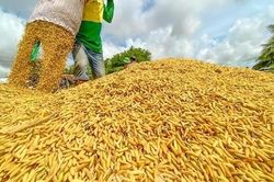 Giá lúa gạo hôm nay ngày 5/5 diễn biến ổn định