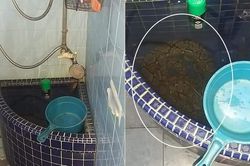 Chuẩn bị đi tắm, hết hồn khi thấy trăn khổng lồ rình rập
