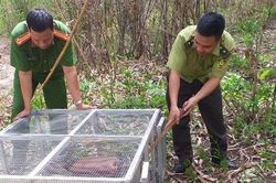 Phát hiện thêm một hộ dân nuôi nhốt kỳ đà vân quý hiếm ở Đắk Nông
