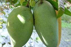Thực phẩm tuyệt đối không ăn khi bị trào ngược dạ dày