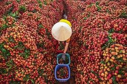 Thông quan luồng xanh đối với quả vải xuất khẩu