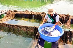 Ninh Ích: Cá chết do môi trường nuôi không đảm bảo