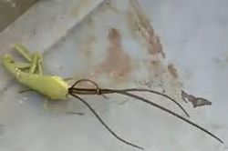 'Quái vật ngoài hành tinh' bò ra từ đầu bọ ngựa