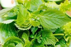 Bất ngờ 5 công dụng chữa bệnh và làm đẹp của rau kinh giới rất có thể bạn chưa biết