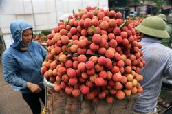 Phạt người đăng tin vải thiều Bắc Giang bị ép giá còn 2.000 đồng/kg