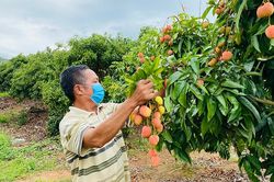 Vải thiều sớm Lục Ngạn được giá, tiêu thụ thuận lợi