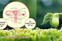 30% phụ nữ dưới 30 tuổi có dấu hiệu rối loạn nội tiết ở mức độ nhẹ