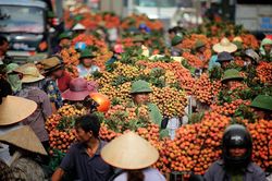 Thông tin quả vải bị ép giá còn 2.000 đồng/kg ở Bắc Giang là sai sự thật