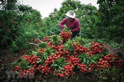 Thông tin vải thiều Lục Ngạn có giá 2.000 đồng/kg là không chính xác