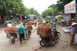 Thực hư thông tin vụ người dân Bắc Giang bị ép giá bán vải xuống còn 2.000 đồng/kg