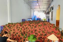 50 tấn vải thiều đã được xuất khẩu sang Nhật Bản