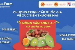 Sau vải thiều, đến lượt mận hậu và xoài Sơn La lên sàn thương mại điện tử