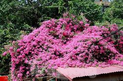 Hà Nội lãng mạn với mùa hoa giấy khoe sắc