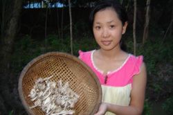 Dân miền Tây đổ xô 'săn' nấm lạ có giá đắt gấp 10 lần thịt lợn