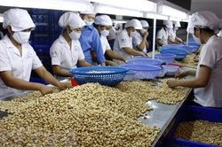 Nông sản xuất khẩu có thể chịu ảnh hưởng từ quy định SPS mới của WTO