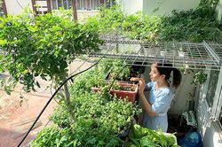 Vườn 3m2 ở ban công đủ các loại rau của nam kỹ sư