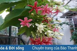 Mùa hoa Bông trăng