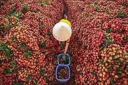 Tiêu thụ vải thiều năm 2022: Bắc Giang chú trọng thị trường nội địa