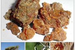 Một dược - thuốc quý giảm đau, tiêu sưng