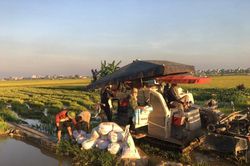 Nông dân Hà Nội thu hoạch lúa dưới cái nắng 'như đổ lửa'