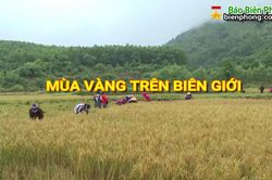 Mùa vàng trên biên giới